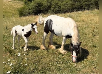 Cob Irlandese / Tinker / Gypsy Vanner, Giumenta, 6 Anni, 130 cm, Pezzato