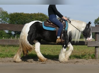 Cob Irlandese / Tinker / Gypsy Vanner, Giumenta, 6 Anni, 131 cm, Pezzato