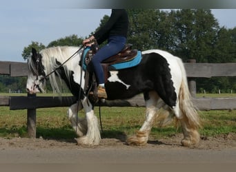 Cob Irlandese / Tinker / Gypsy Vanner, Giumenta, 6 Anni, 131 cm, Pezzato