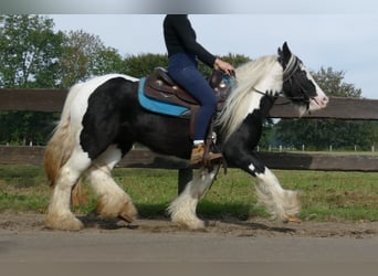 Cob Irlandese / Tinker / Gypsy Vanner, Giumenta, 6 Anni, 131 cm, Pezzato