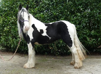 Cob Irlandese / Tinker / Gypsy Vanner, Giumenta, 6 Anni, 131 cm, Pezzato