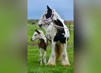 Cob Irlandese / Tinker / Gypsy Vanner, Giumenta, 6 Anni, 132 cm, Pezzato