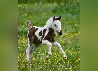 Cob Irlandese / Tinker / Gypsy Vanner, Giumenta, 6 Anni, 132 cm, Pezzato