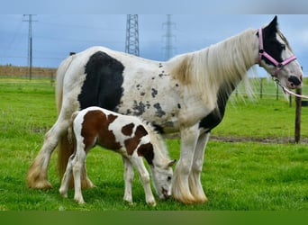 Cob Irlandese / Tinker / Gypsy Vanner, Giumenta, 6 Anni, 132 cm, Pezzato