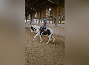 Cob Irlandese / Tinker / Gypsy Vanner, Giumenta, 6 Anni, 134 cm