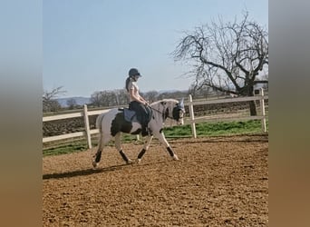Cob Irlandese / Tinker / Gypsy Vanner, Giumenta, 6 Anni, 134 cm