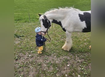 Cob Irlandese / Tinker / Gypsy Vanner, Giumenta, 6 Anni, 134 cm
