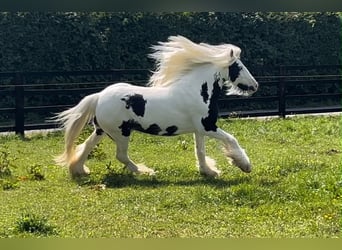 Cob Irlandese / Tinker / Gypsy Vanner, Giumenta, 6 Anni, 135 cm, Pezzato