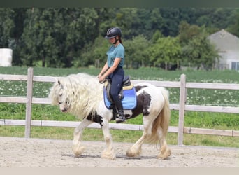 Cob Irlandese / Tinker / Gypsy Vanner, Giumenta, 6 Anni, 135 cm, Pezzato