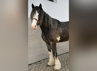 Cob Irlandese / Tinker / Gypsy Vanner, Giumenta, 6 Anni, 140 cm, Roano blu