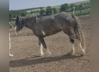Cob Irlandese / Tinker / Gypsy Vanner, Giumenta, 6 Anni, 140 cm, Roano blu
