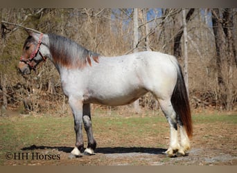 Cob Irlandese / Tinker / Gypsy Vanner, Giumenta, 6 Anni, 145 cm, Baio roano