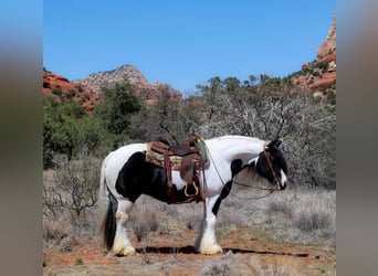 Cob Irlandese / Tinker / Gypsy Vanner, Giumenta, 6 Anni, 147 cm
