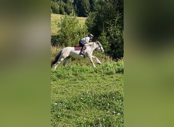 Cob Irlandese / Tinker / Gypsy Vanner, Giumenta, 6 Anni, 148 cm, Palomino