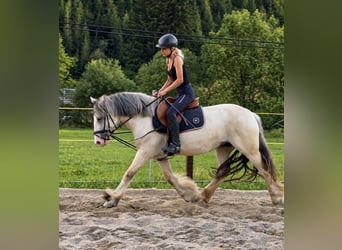 Cob Irlandese / Tinker / Gypsy Vanner, Giumenta, 6 Anni, 148 cm, Palomino