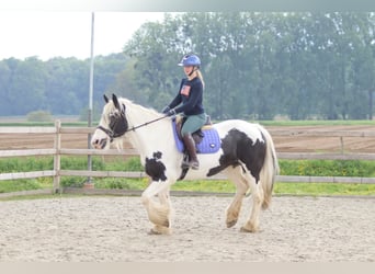 Cob Irlandese / Tinker / Gypsy Vanner, Giumenta, 6 Anni, 160 cm, Pezzato