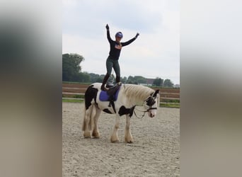 Cob Irlandese / Tinker / Gypsy Vanner, Giumenta, 6 Anni, 160 cm, Pezzato