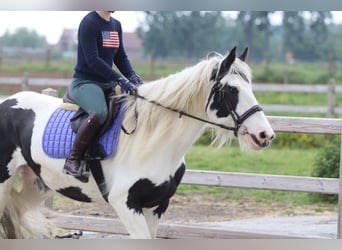 Cob Irlandese / Tinker / Gypsy Vanner, Giumenta, 6 Anni, 160 cm, Pezzato
