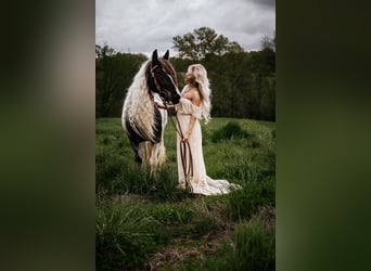 Cob Irlandese / Tinker / Gypsy Vanner, Giumenta, 6 Anni, Roano blu