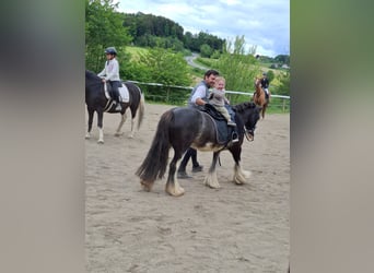 Cob Irlandese / Tinker / Gypsy Vanner, Giumenta, 7 Anni, 125 cm, Baio roano
