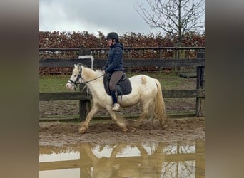 Cob Irlandese / Tinker / Gypsy Vanner, Giumenta, 7 Anni, 128 cm