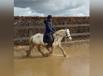 Cob Irlandese / Tinker / Gypsy Vanner, Giumenta, 7 Anni, 128 cm