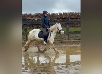 Cob Irlandese / Tinker / Gypsy Vanner, Giumenta, 7 Anni, 128 cm