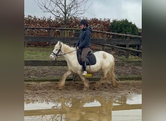 Cob Irlandese / Tinker / Gypsy Vanner, Giumenta, 7 Anni, 128 cm