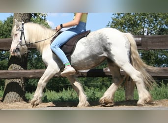 Cob Irlandese / Tinker / Gypsy Vanner, Giumenta, 7 Anni, 130 cm, Pezzato