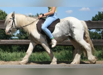 Cob Irlandese / Tinker / Gypsy Vanner, Giumenta, 7 Anni, 130 cm, Pezzato