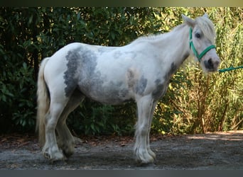 Cob Irlandese / Tinker / Gypsy Vanner, Giumenta, 7 Anni, 130 cm, Pezzato