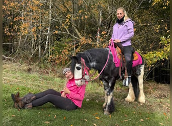 Cob Irlandese / Tinker / Gypsy Vanner, Giumenta, 7 Anni, 131 cm, Pezzato