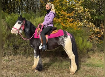 Cob Irlandese / Tinker / Gypsy Vanner, Giumenta, 7 Anni, 131 cm, Pezzato
