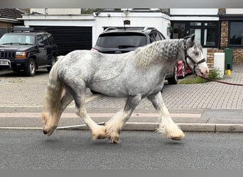 Cob Irlandese / Tinker / Gypsy Vanner, Giumenta, 7 Anni, 135 cm, Roano blu