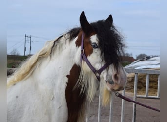 Cob Irlandese / Tinker / Gypsy Vanner, Giumenta, 7 Anni, 142 cm, Pearl