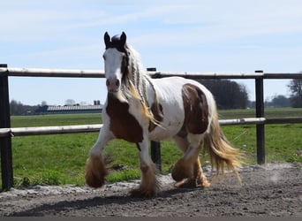 Cob Irlandese / Tinker / Gypsy Vanner, Giumenta, 7 Anni, 142 cm, Pearl