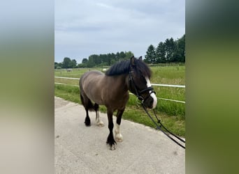 Cob Irlandese / Tinker / Gypsy Vanner, Giumenta, 7 Anni, 145 cm, Grullo