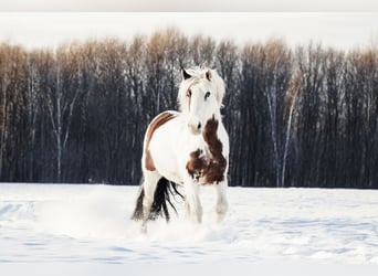 Cob Irlandese / Tinker / Gypsy Vanner, Giumenta, 7 Anni, 146 cm, Pezzato