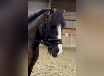 Cob Irlandese / Tinker / Gypsy Vanner, Giumenta, 7 Anni, 150 cm, Grullo