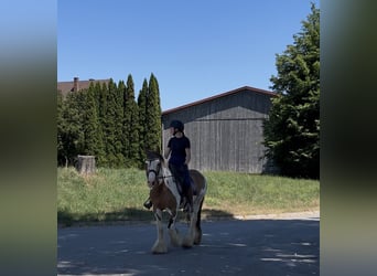 Cob Irlandese / Tinker / Gypsy Vanner, Giumenta, 7 Anni, 152 cm, Pezzato