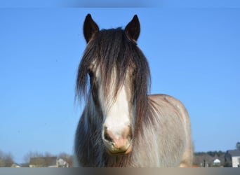 Cob Irlandese / Tinker / Gypsy Vanner, Giumenta, 7 Anni, 155 cm, Falbo