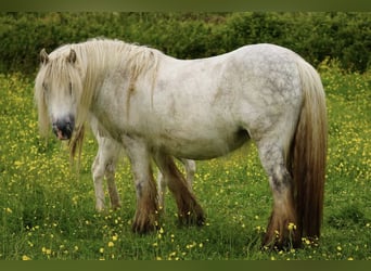 Cob Irlandese / Tinker / Gypsy Vanner, Giumenta, 7 Anni