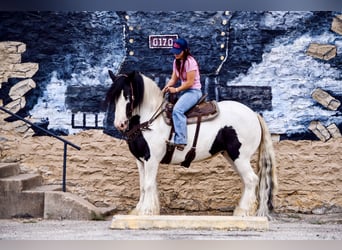 Cob Irlandese / Tinker / Gypsy Vanner, Giumenta, 7 Anni, Pezzato