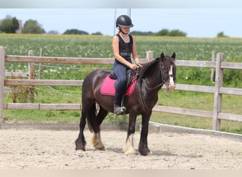 Cob Irlandese / Tinker / Gypsy Vanner, Giumenta, 8 Anni, 124 cm, Morello