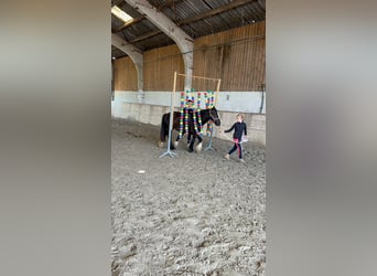Cob Irlandese / Tinker / Gypsy Vanner, Giumenta, 8 Anni, 124 cm, Morello