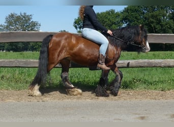 Cob Irlandese / Tinker / Gypsy Vanner, Giumenta, 8 Anni, 126 cm, Baio