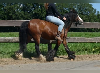 Cob Irlandese / Tinker / Gypsy Vanner, Giumenta, 8 Anni, 126 cm, Baio