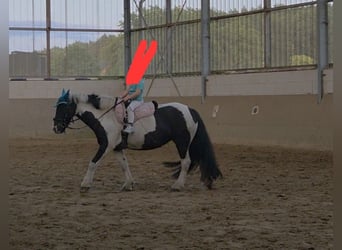 Cob Irlandese / Tinker / Gypsy Vanner, Giumenta, 8 Anni, 130 cm, Pezzato