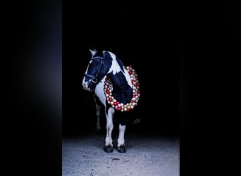 Cob Irlandese / Tinker / Gypsy Vanner, Giumenta, 8 Anni, 130 cm, Pezzato