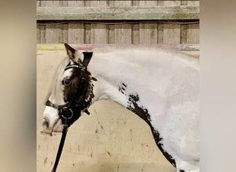 Cob Irlandese / Tinker / Gypsy Vanner, Giumenta, 8 Anni, 135 cm, Pezzato